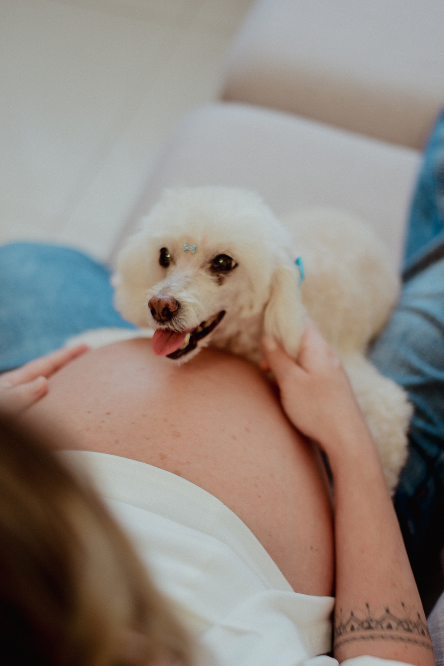 Cachorrinho apoiado com carinho na barriga da gestante